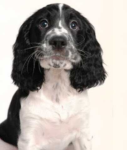 English Springer Spaniel | Hudson Animal Hospital