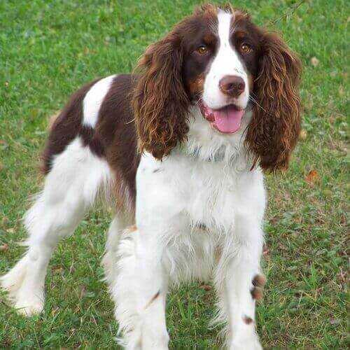 english-springer-spaniel-dog-